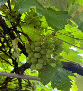 Fuit uvas yeşil doğa