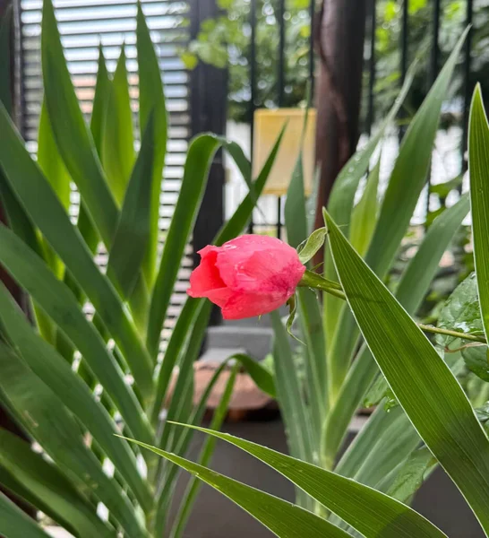 Çiçek gülü güzel bitki.