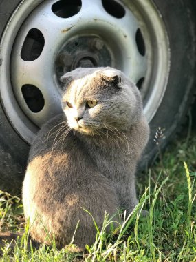 Evcil kedi direksiyonun yanında oturuyor. 