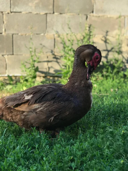 Schwarzer Erpel Auf Dem Grünen Gras — Stockfoto