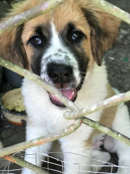 Perro Guardián Cerrado Escucha Atentamente — Foto de Stock