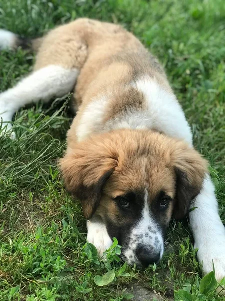 Sokakta Yeşil Çimlerin Üzerinde Bir Köpek — Stok fotoğraf