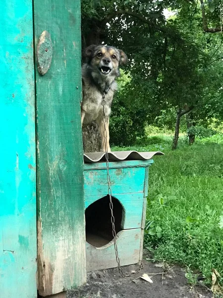 Strange Dog Lives Village — Stock Photo, Image