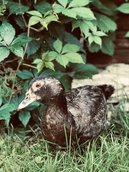 Svart Vuxen Anka Grönt Gräs — Stockfoto