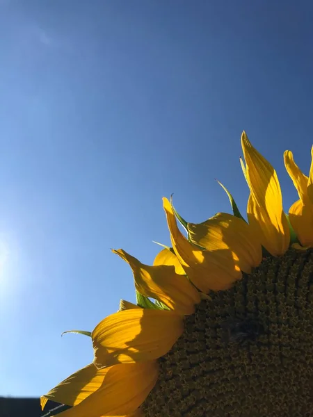 Жовта Квітка Соняшнику Фоні Блакитного Неба — стокове фото