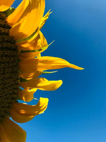 Жовта Квітка Соняшнику Фоні Блакитного Неба — стокове фото