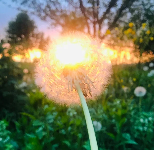 Löwenzahn Gegen Den Himmel Bei Sonnenuntergang — Stockfoto