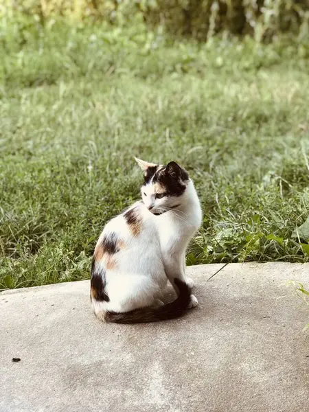 Renkli Kedi Kapının Önünde Oturuyor — Stok fotoğraf