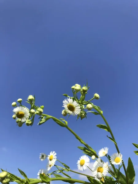 Mavi Gökyüzünün Arka Planında Beyaz Yabani Çiçek — Stok fotoğraf