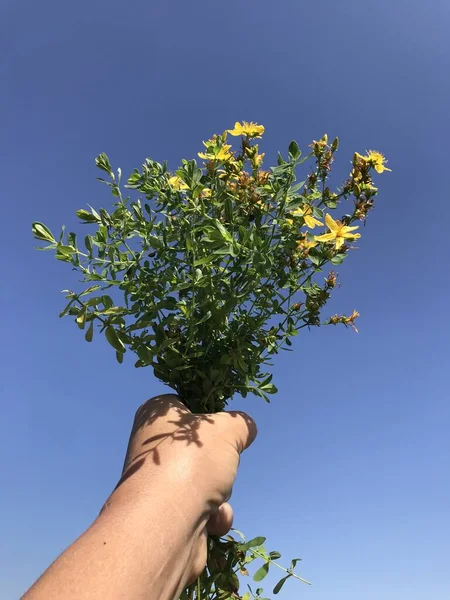 Boeket Geneeskrachtige Planten Handen Tegen Blauwe Lucht — Stockfoto