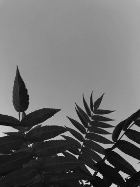 Mavi gökyüzünün arka planında yeşil bir yaprak 