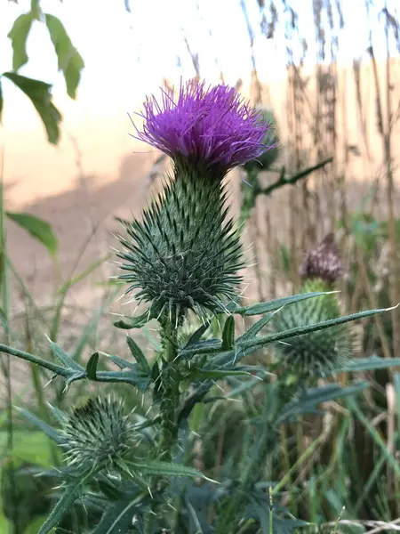 Distel Bloeit Het Veld — Stockfoto