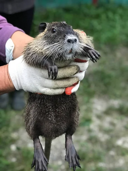 Domestic Rodent Held Both Hands Gloves — Stock Photo, Image