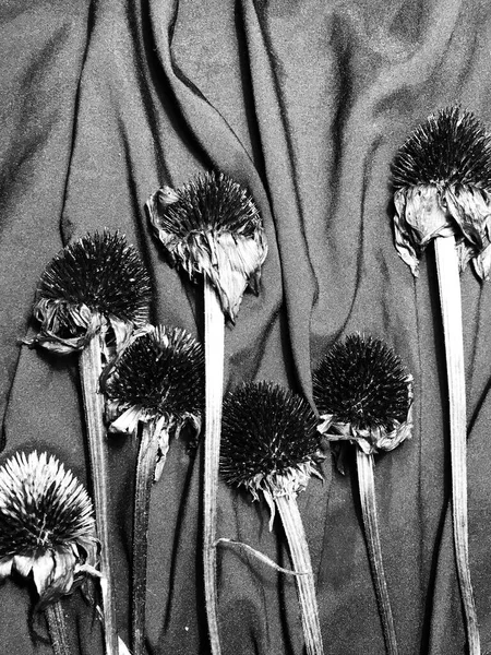 Черные Цветы Эхинацеи Фоне Черного Атласа — стоковое фото
