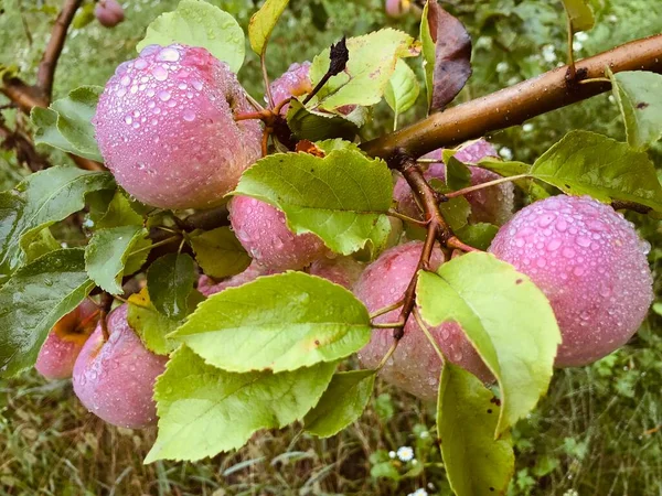 Спелые Яблоки После Дождя — стоковое фото