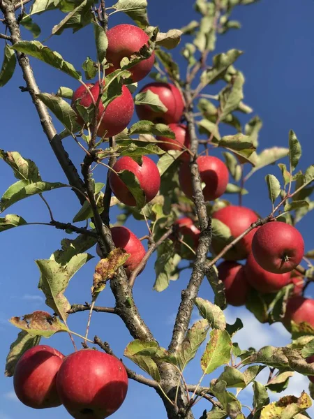 Красные Яблоки Дереве — стоковое фото