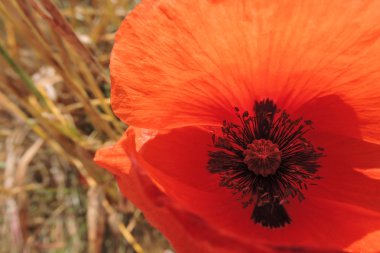 Büyük kırmızı gelincik