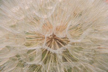 Bir karahindiba içinde