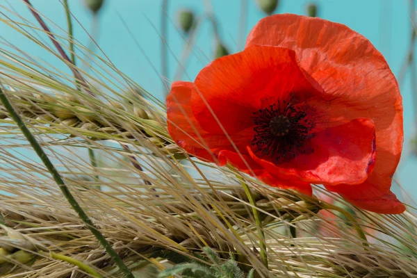 Mavi gökyüzü arka plan parlak poppy — Stok fotoğraf