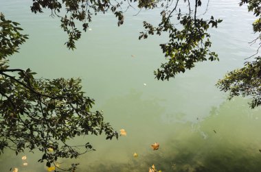 Güzel, berrak gölün yüzeyinde birkaç sonbahar yaprağı yatar. Yukarıdan görüntüle