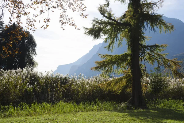 Een Lange Oude Sparren Staat Een Weiland Met Hoog Gras — Stockfoto