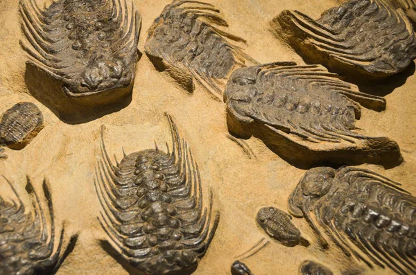 Доисторические Ископаемые Насекомые Желтом Песке Стоковое Фото