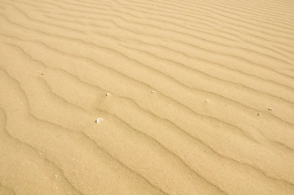 Waves Yellow Sand Some White Seashells Royalty Free Stock Images