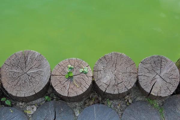 Drie-klavertje op een houten log naast wrakgoed — Stockfoto