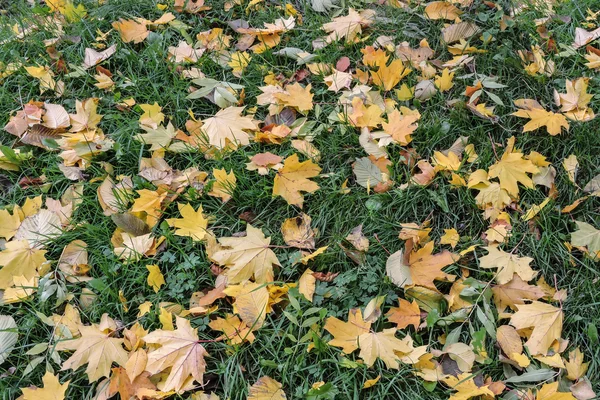 De gele bladeren op groen gras — Stockfoto