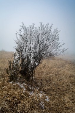 Tonglu 'daki küçük bir ağacın çıplak dallarına buzlar bırakılmış. Burası güzel bir himalaya köyüdür ve Sandakphu' ya doğru yola çıkar.