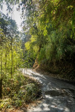 Bambu ve çam ağaçlarıyla çevrili güzel kıvrımlı bir yol Singalila Ulusal Parkı 'ndan geçer.