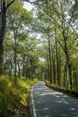 Batı Bengal 'in Darjeeling İlçesi' nde Tribeni Sangam 'a (Teesta ve Rangit Nehri' nin birleştiği yere) doğru uzanan, yeşilliklerle çevrili rüya gibi bir yol.
