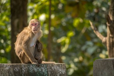 Soğuk bir kış sabahı Darjeeling, Batı Bengal, Hindistan 'da solucanın tadını çıkaran yalnız bir maymun.