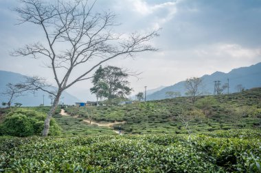 Peshok Darjeeling Çay Çiftliği, çay derecesi ile dünyaca ünlü.