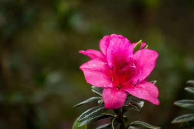 Takdah Orkide Bahçesi 'nde güzel pembe bir Rhododendron çiçeğinin Macro manzarası (Hindistan, Batı Bengal' in Darjeeling ilçesinde bir köy) )