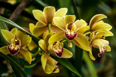 Bir grup sarı Cymbidium veya Boat Orchid Darjeeling, Batı Bengal, Hindistan 'daki Takdah Orkide Merkezi' nde çiçek açıyor.