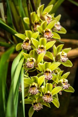 Takdah Orkide Merkezi 'nde birkaç Cymbidium Çiçeği, Darjeeling, Batı Bengal, Hindistan