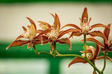 Tracy 'nin Cymbidium veya Cymbidium Tracyanum çiçekleri Takdah Orkide Merkezi Darjeeling, Batı Bengal, Hindistan' da çiçek açıyor.