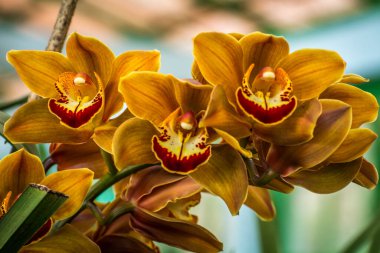 Yakın plan güzel açık kahverengi renkli Cymbidium, Takdah Orkide Merkezi 'nde Boat Orchid olarak bilinir, Darjeeling, Batı Bengal, Hindistan