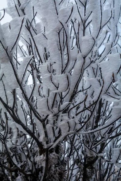 インド西ベンガル州トングルの裸のシャクナゲの枝に堆積した雪 — ストック写真