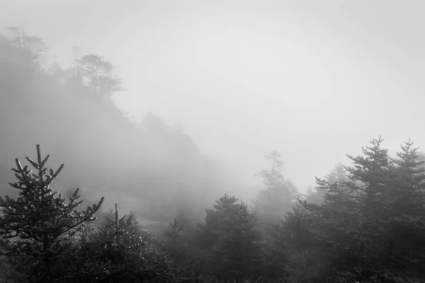 Camadas Floresta Uma Tarde Inverno Nebulosa Sandakphu Bengala Ocidental Índia — Fotografia de Stock