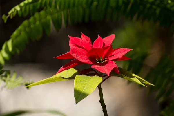 Vista Cerca Flor Poinsettia Con Fondo Borroso Darjeeling Bengala Occidental —  Fotos de Stock