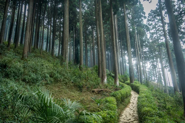 美しい松林を楽しむことができる静かな場所であるラマハッタエコパークの上り坂を行く狭い道 — ストック写真
