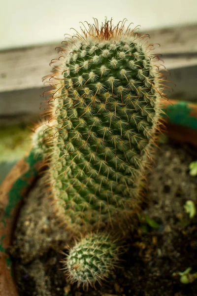 Mammillaria Spinosissima Kaktus Znany Również Jako Rudowłosy Irlandczyk — Zdjęcie stockowe