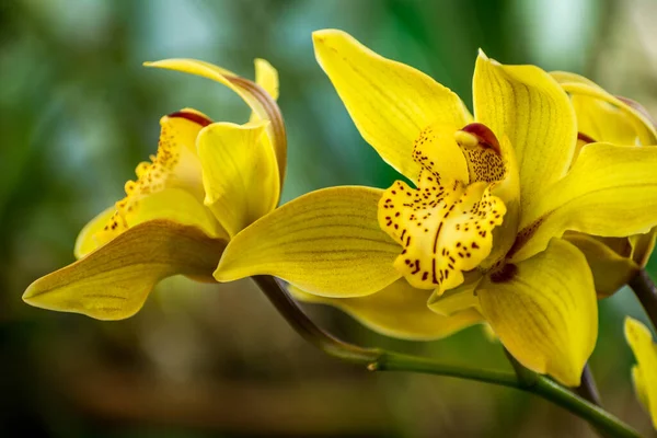 Primo Piano Del Cymbidium Giallo Fiorito Pieno Centro Del Orchid — Foto Stock