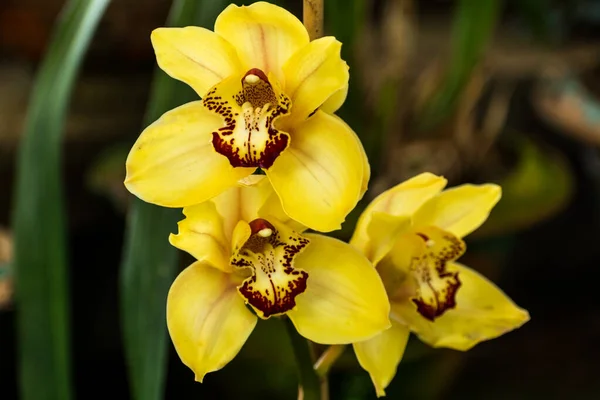 Close Shot Beautiful Yellow Cymbidium Flowers Dark Background Takdah Orchid — Fotografia de Stock
