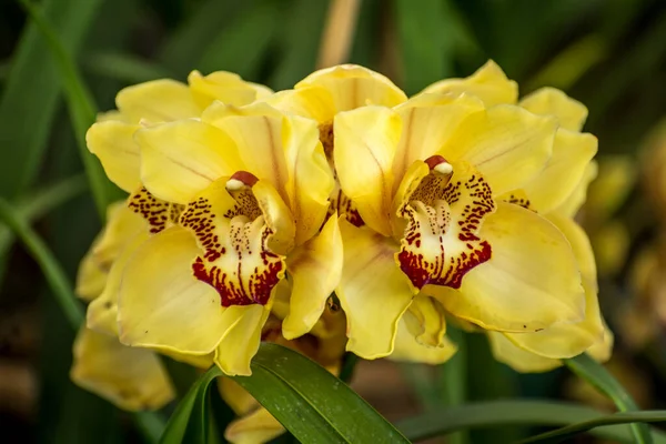 Close Yellow Cymbidium Boat Orchid Takdah Orchid Center Darjeeling Bengala — Fotografia de Stock