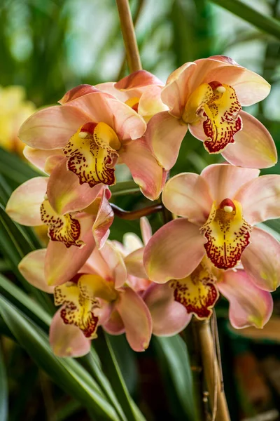 Close Light Pink Color Cymbidium Boat Orchid Takdah Orchid Center — Fotografia de Stock