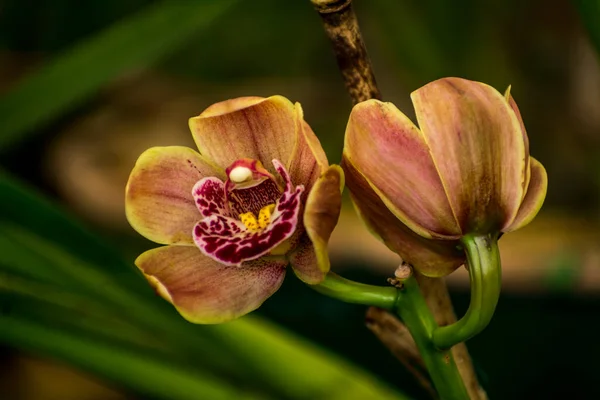 Close Cymbidium Orchid Takdah Orchid Center Darjeeling Bengala Ocidental Índia — Fotografia de Stock