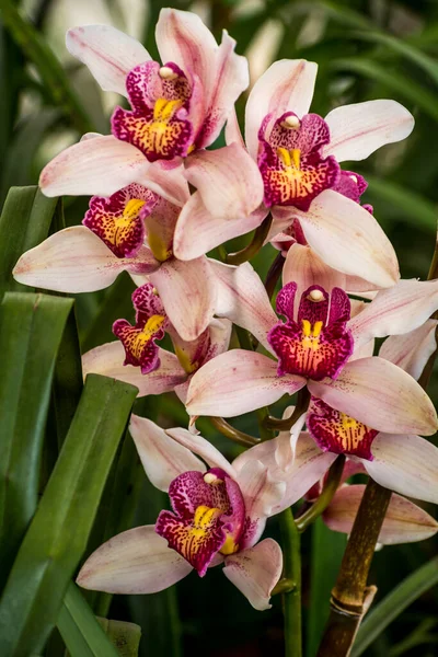 Fotografia Vertical Bando Cymbidium Cor Rosa Claro Takdah Orchid Center — Fotografia de Stock